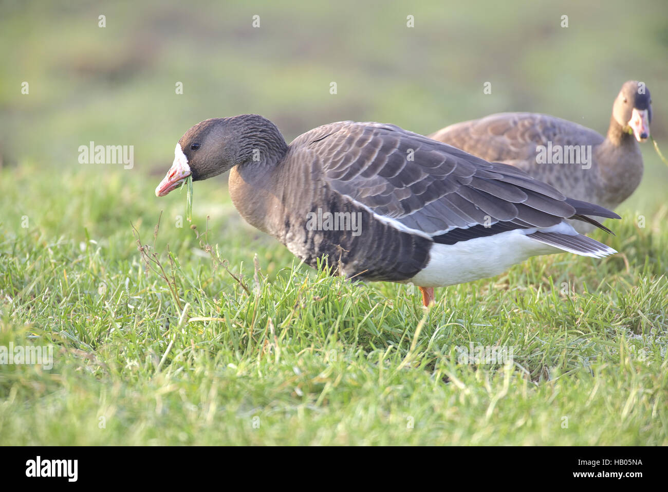 Fachada Greater-White Goose Foto de stock