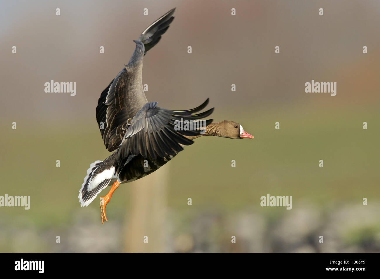 Fachada Greater-White Goose Foto de stock