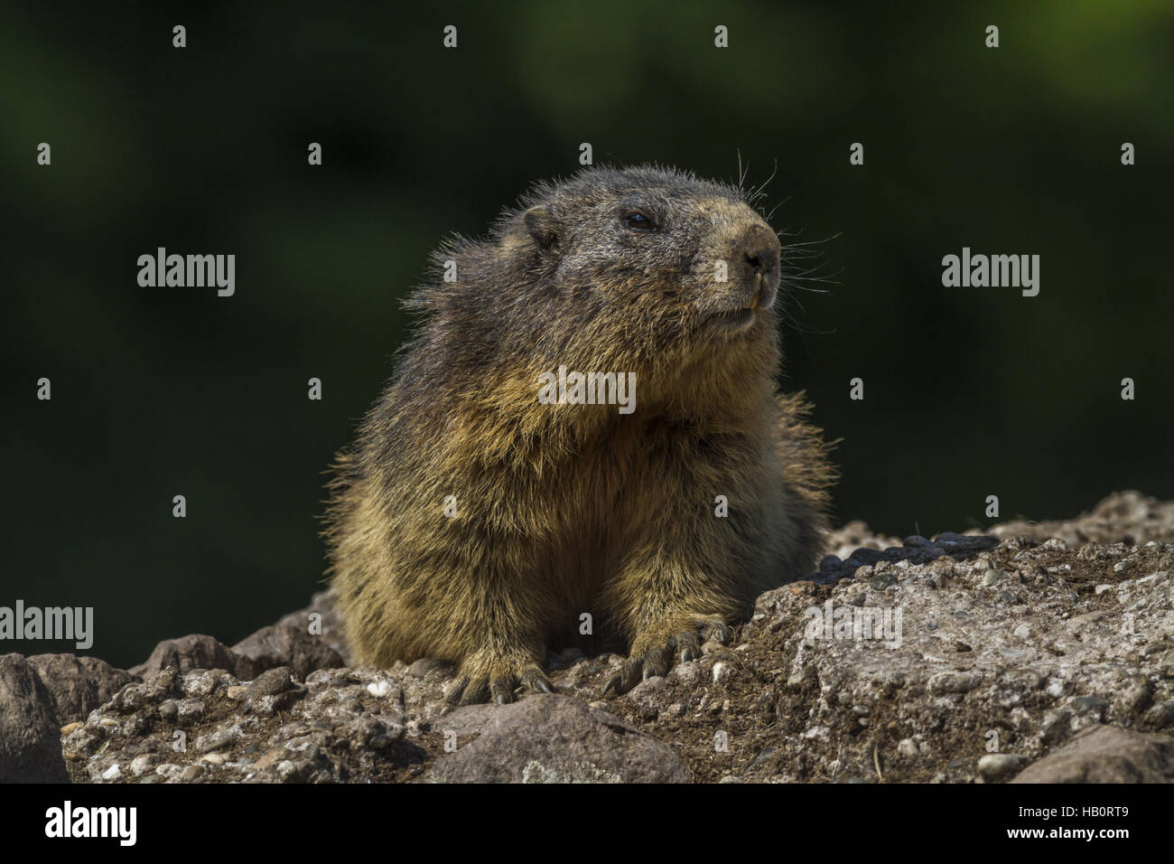 Marmota (Marmota monax) Foto de stock