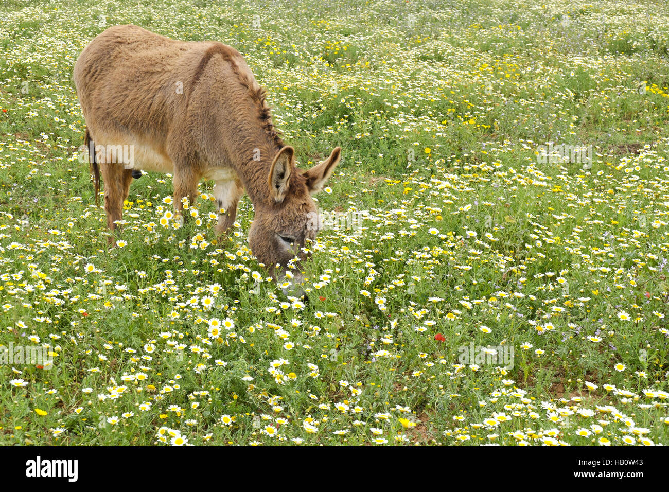 Burro en un prado de flores, Mallorca Foto de stock