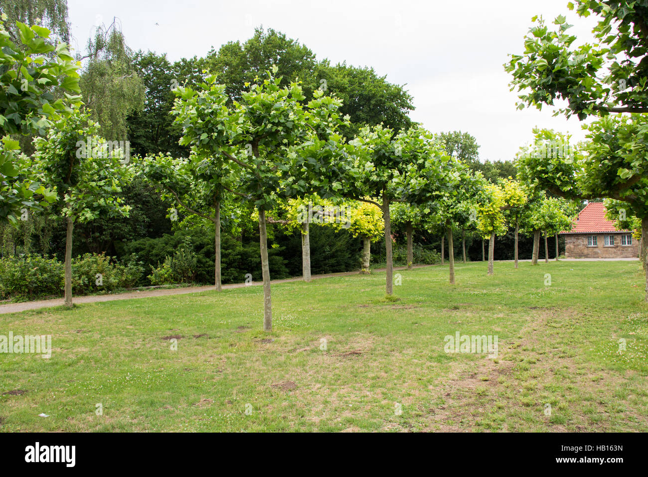 Árboles de arce Foto de stock