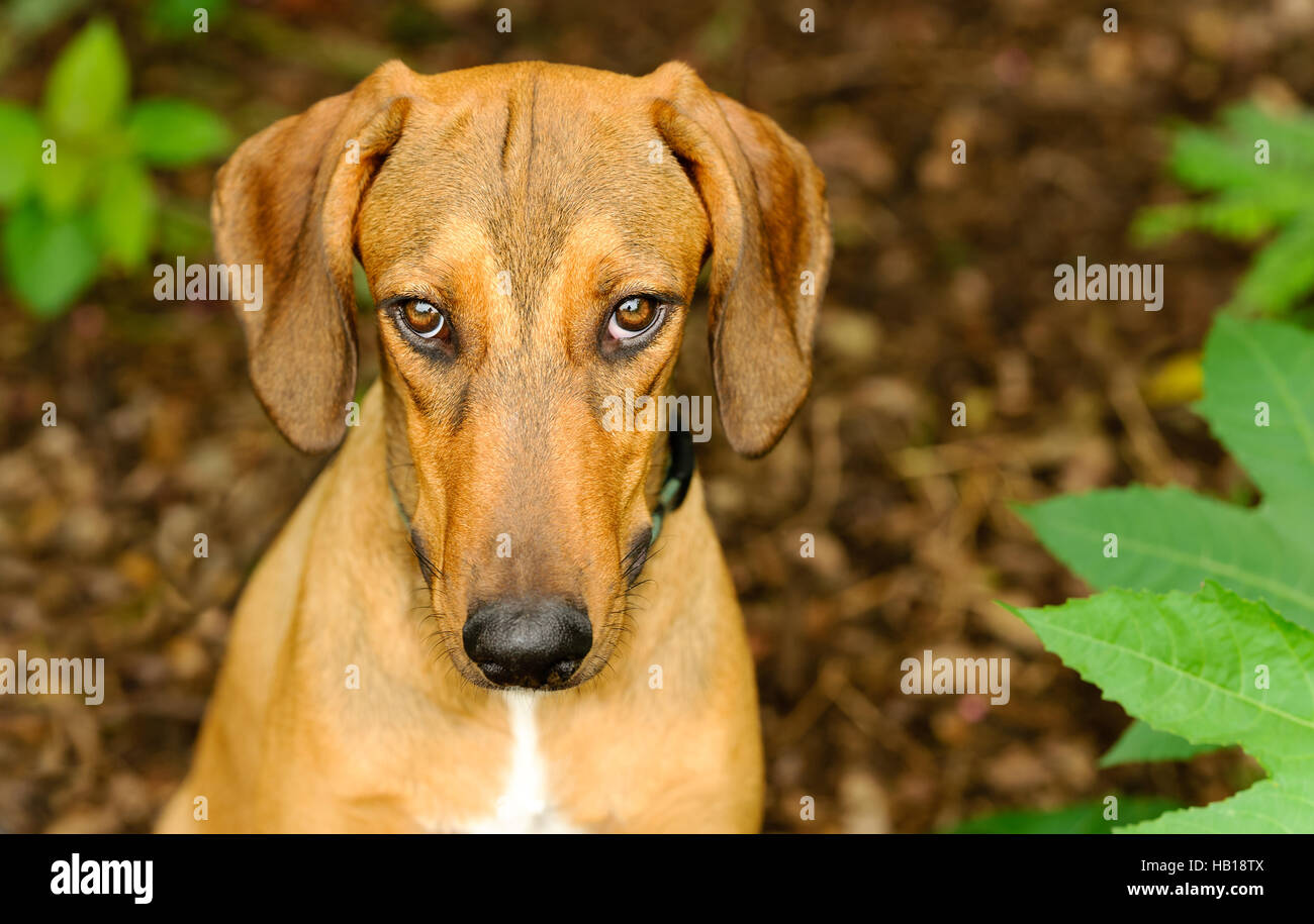 Perro tímido culpable es un hermoso refugio Hound Dog, mirando hacia arriba con una mirada intensa en la naturaleza Foto de stock