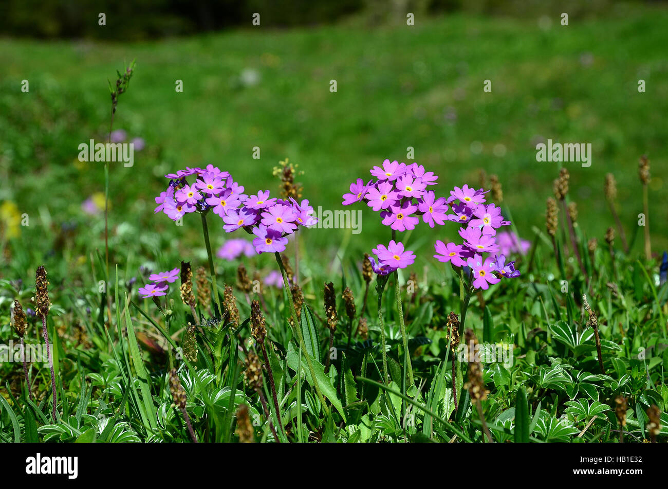 Flora alpina; primerose; Foto de stock