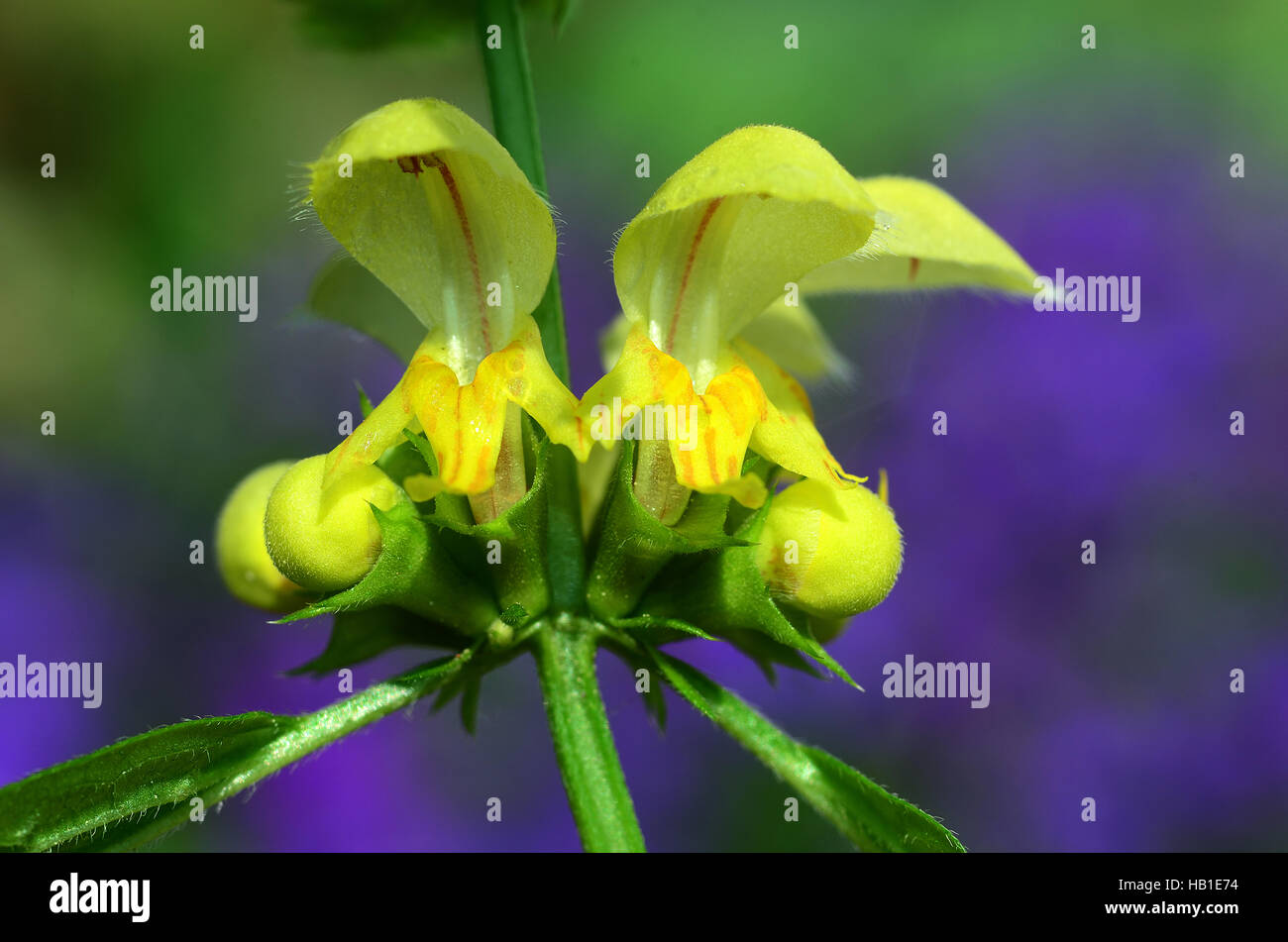 Oro amarillo; deadnettle arcángel; Flor; Foto de stock