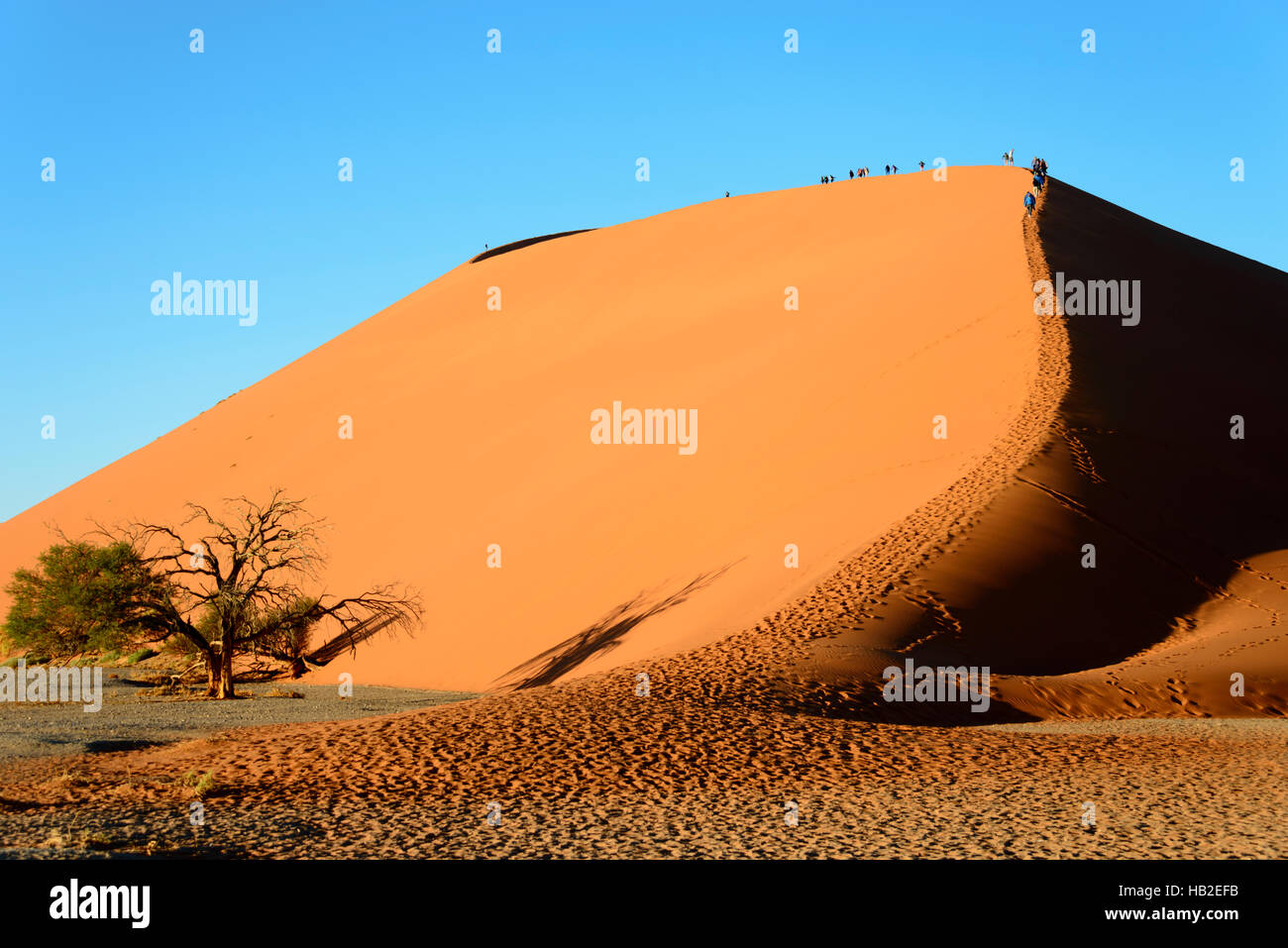 Dune 45, Parque Nacional Namib-Naukluft, el desierto de Namib, Namibia Foto de stock