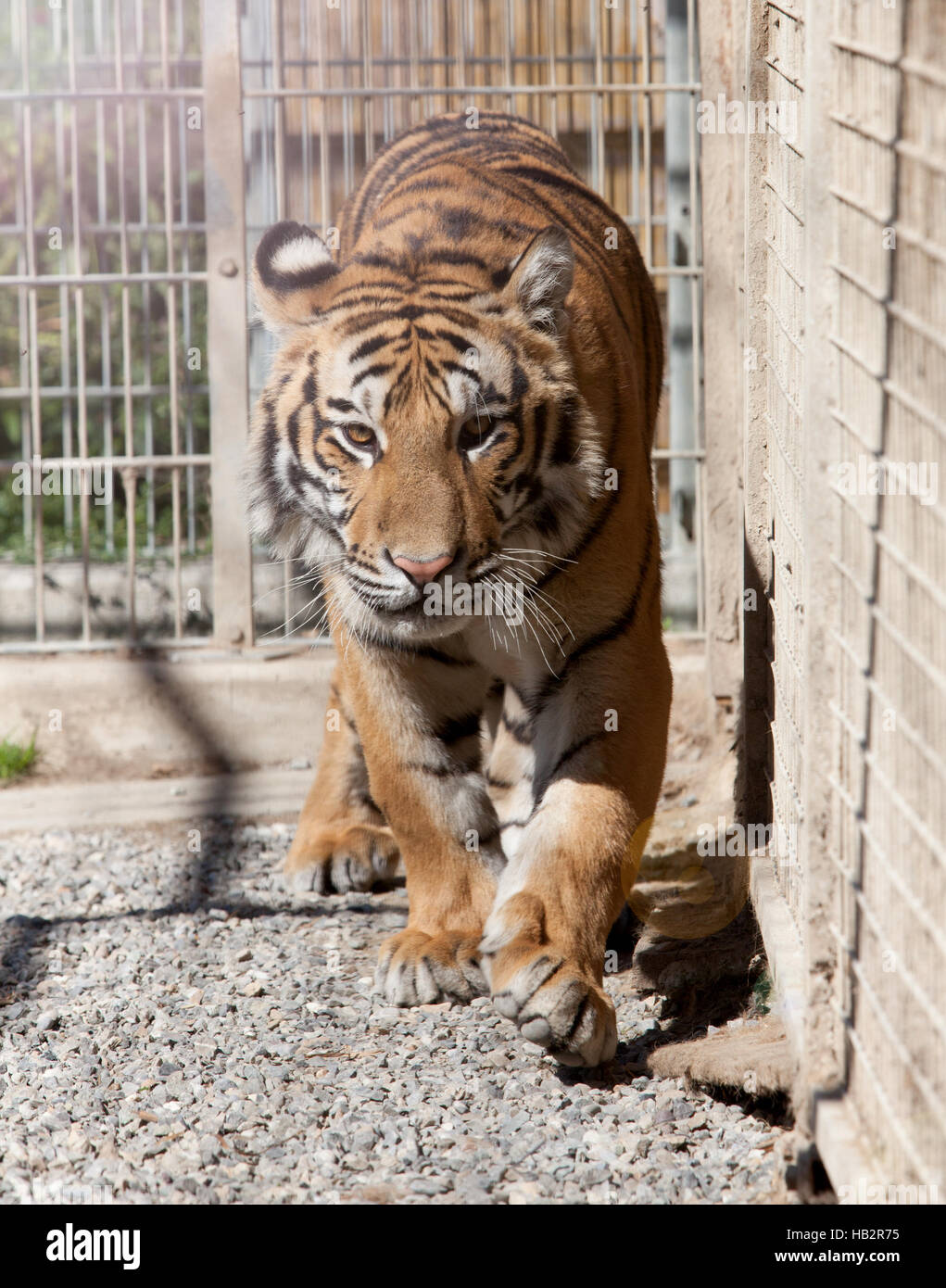 Rescate del tigre fotografías e imágenes de alta resolución Alamy