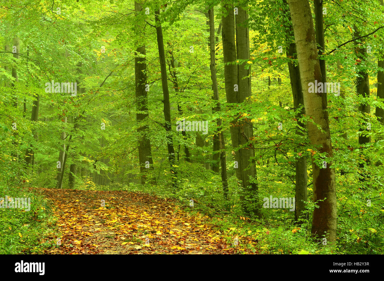 En otoño, el bosque, la carretera del bosque, atmosférico Foto de stock