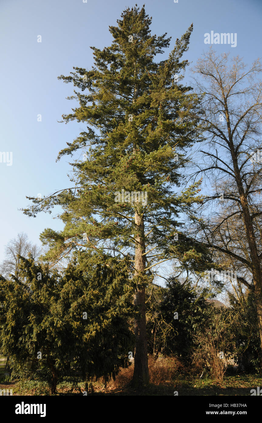 Pseudotsuga douglasie, Douglas Fir Foto de stock