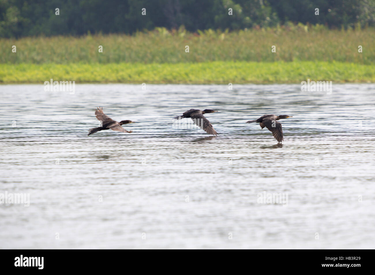 Los pájaros que vuelan en una fila en el lago de Maracaibo, Venezuela Foto de stock
