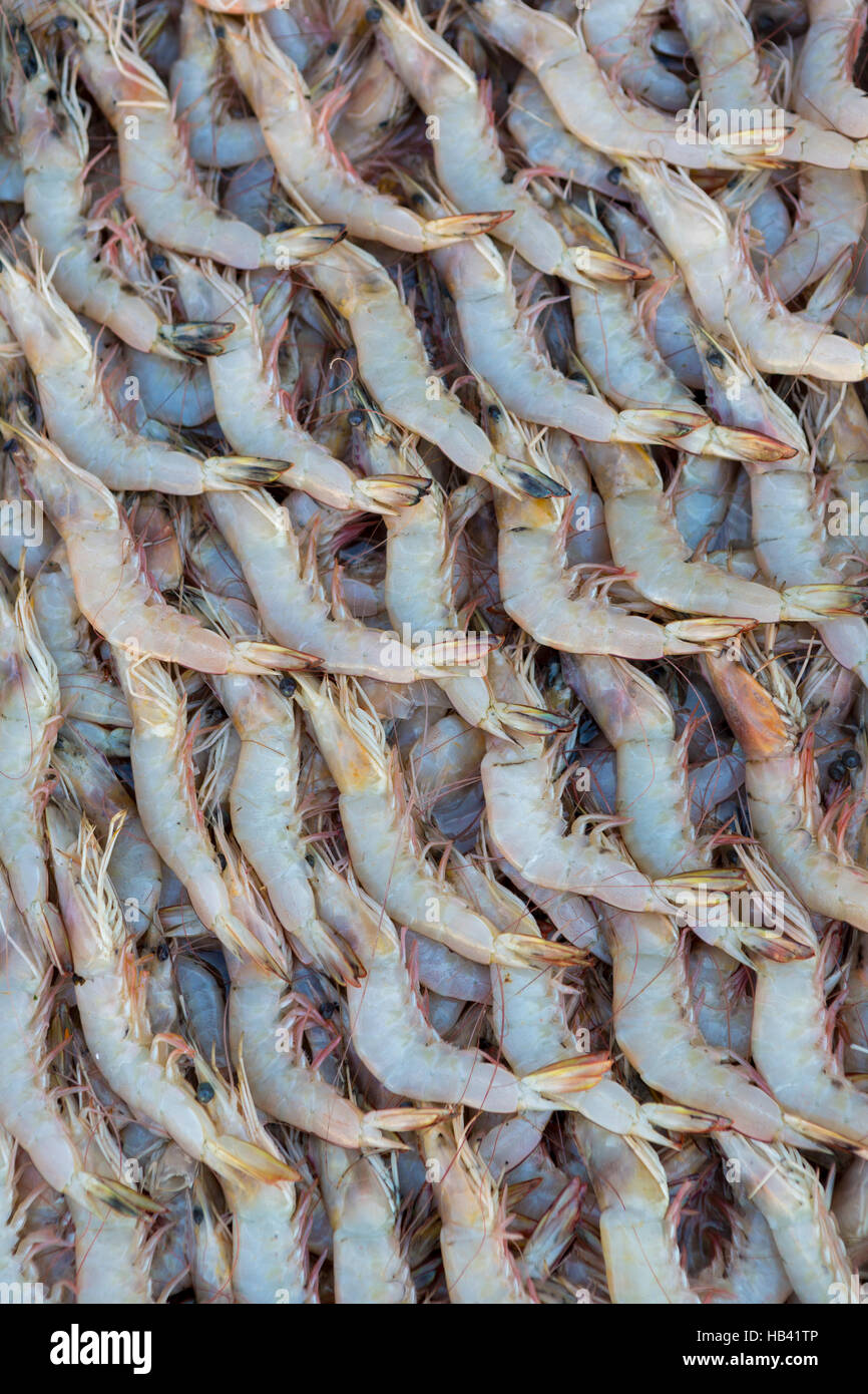 Camarones frescos a la venta en el mercado de pescado de Dubai Foto de stock