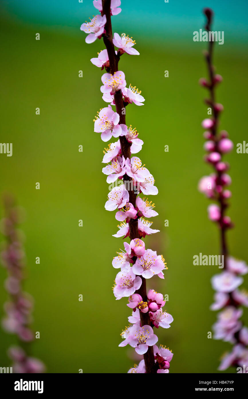 Flor de primavera vista de árbol de albaricoque Foto de stock
