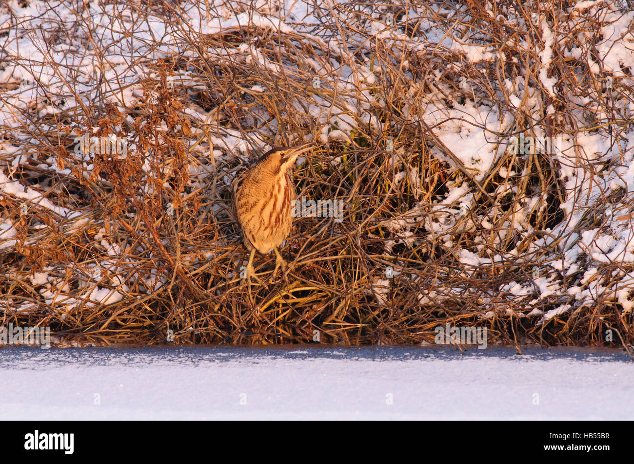 Gran avetoro en el hielo y la nieve. Foto de stock