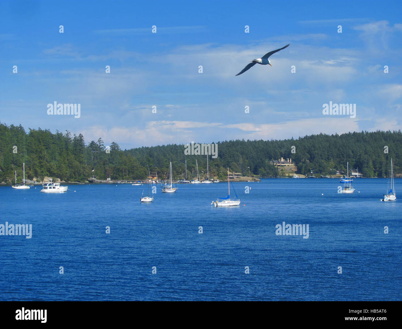 Gaviotas sobrevolando Friday Harbor, la isla San Juan, wa Foto de stock