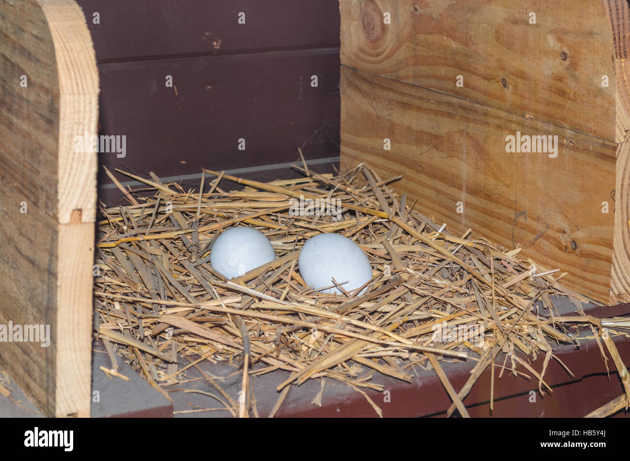 Los huevos de gallina recién sembradas Foto de stock