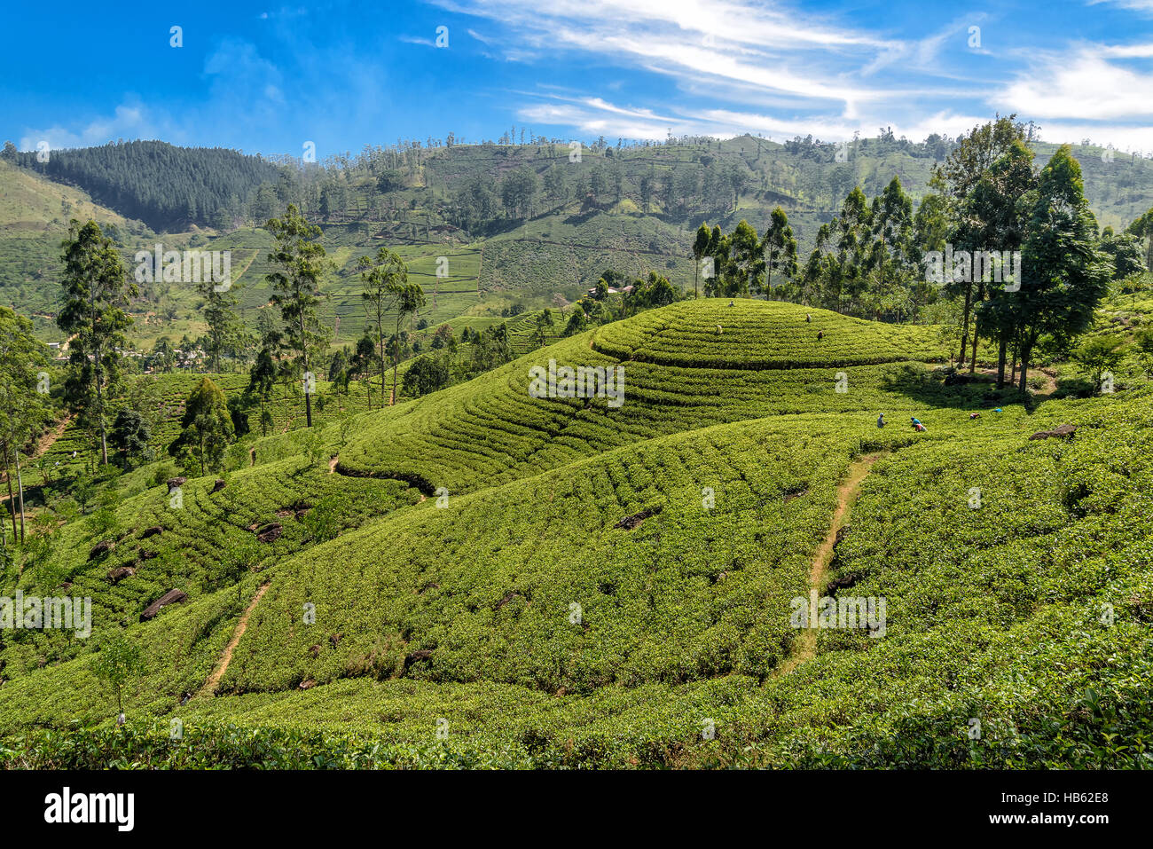 plantación de té Foto de stock