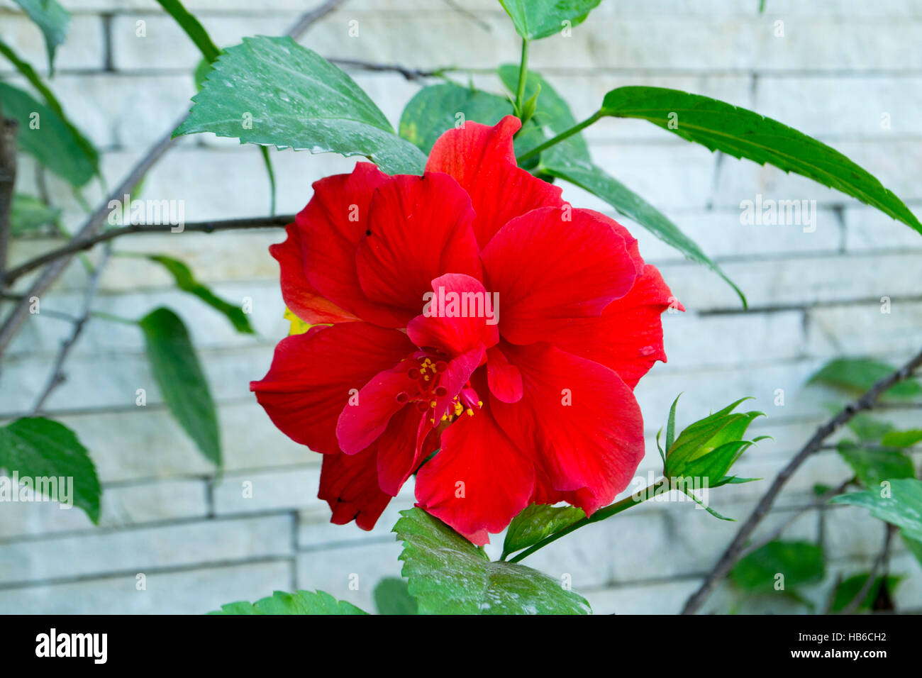 Flor brasileña fotografías e imágenes de alta resolución - Alamy Flor brasileña fotografías e imágenes de alta resolución - Alamy