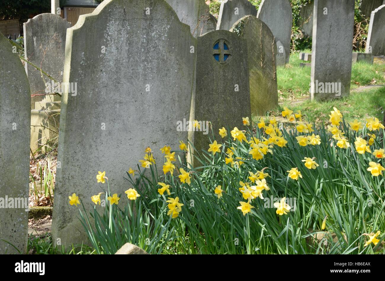 Cementerio con narcisos Foto de stock