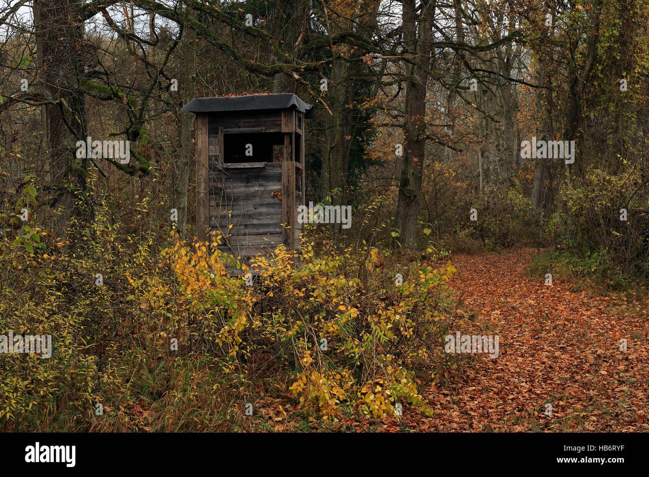 En Deerstand bosques otoñales, Baviera, Alemania Foto de stock