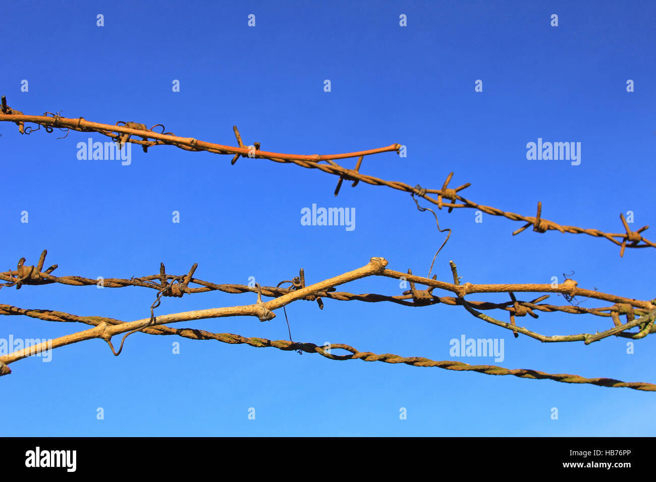 Alambre de púas Foto de stock