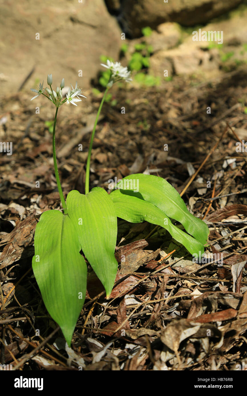 El ajo silvestre (Allium ursinum) Foto de stock