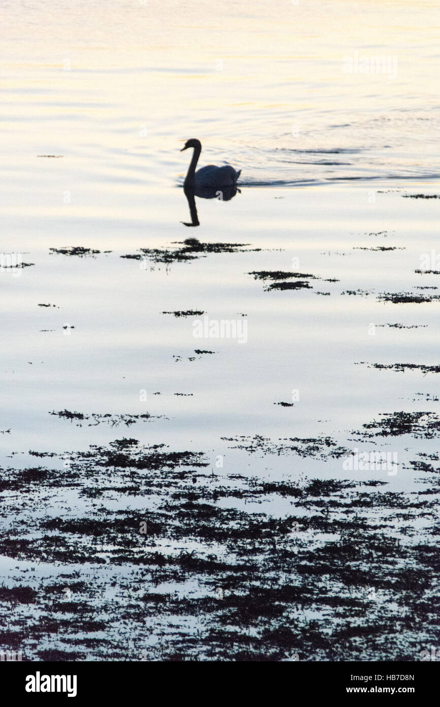 Swan silueteado sobre agua reflejado con algas en primer plano. Foto de stock