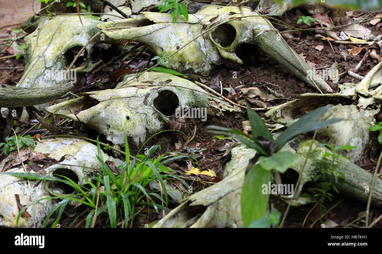 Los huesos de animales muertos en el bosque Foto de stock