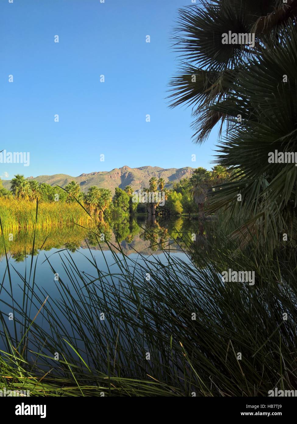Roy P. Drachman Agua Caliente Parque Regional, a mediados de 2016. 12325 E Roger Rd, Tucson, AZ 85749 Condado de Pima. Hot Springs, Lago, palmeras, césped y picnic Foto de stock