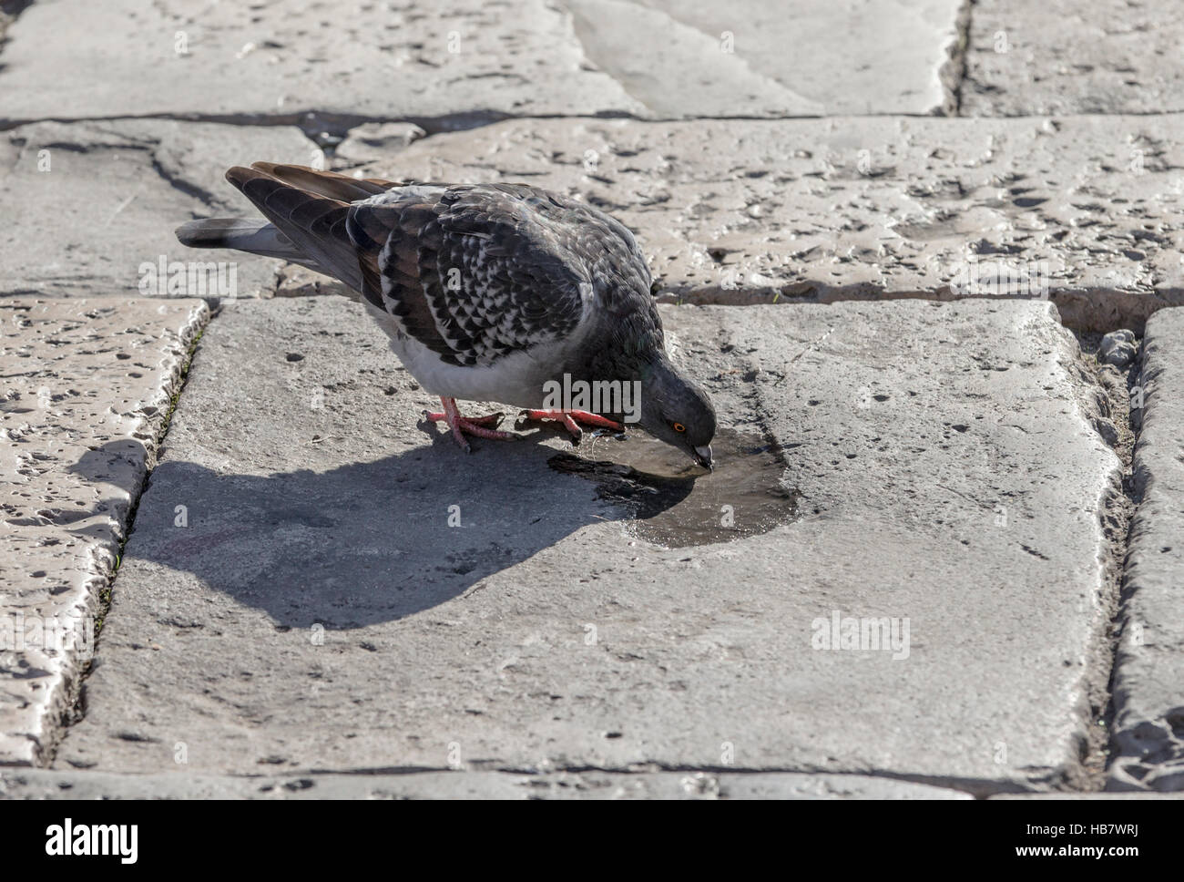 Feral pigeon bebiendo de una depresión en un adoquín Foto de stock