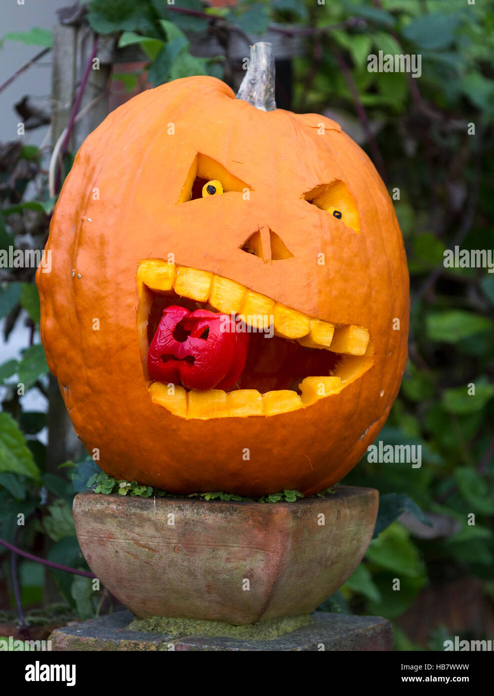 Halloween pumpkin masticar un pimiento rojo Foto de stock