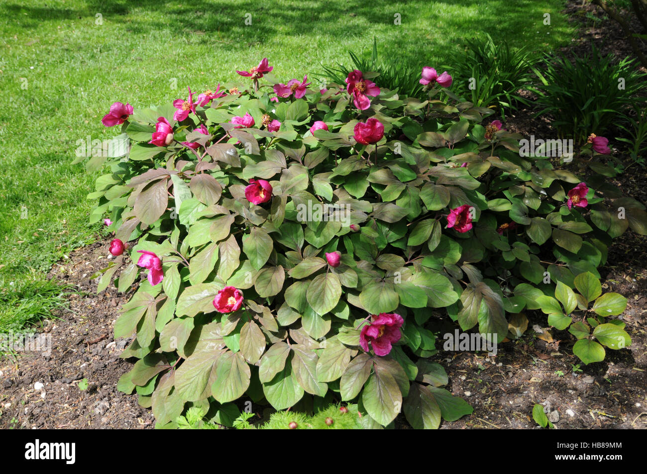 Paeonia peony Kavache kavachensis, Foto de stock