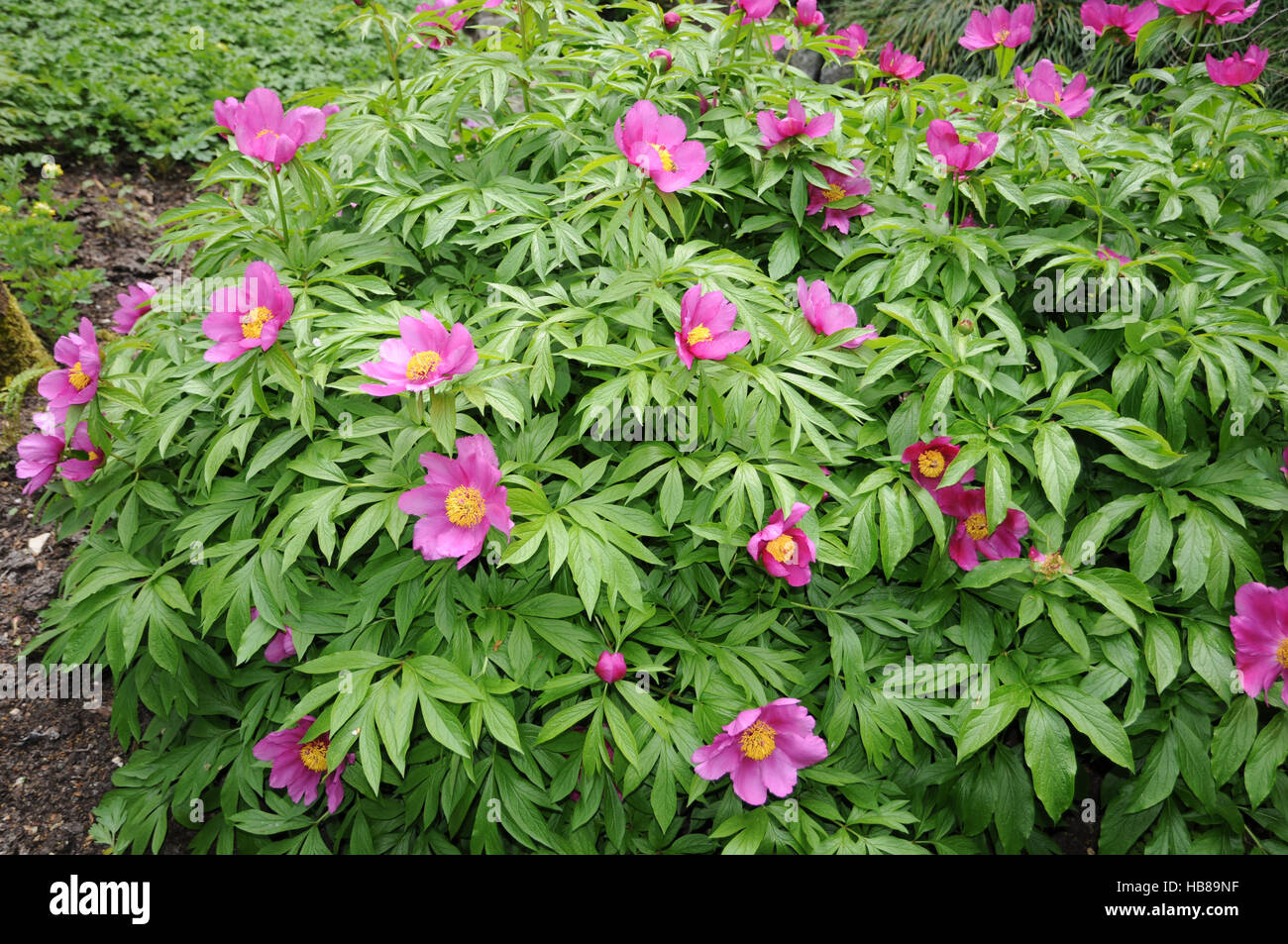 Paeonia mairei, Woodland peonía Foto de stock
