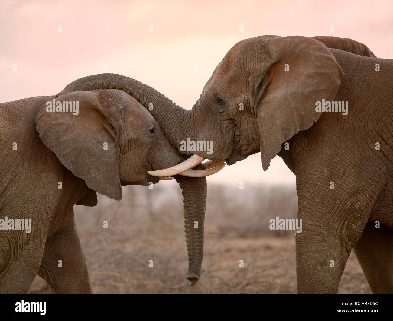 Dos Elefantes Africanos (Loxodonta africana) en la lucha juguetona, Zimanga Private Game Reserve, KwaZulu-Natal, Sudáfrica Foto de stock