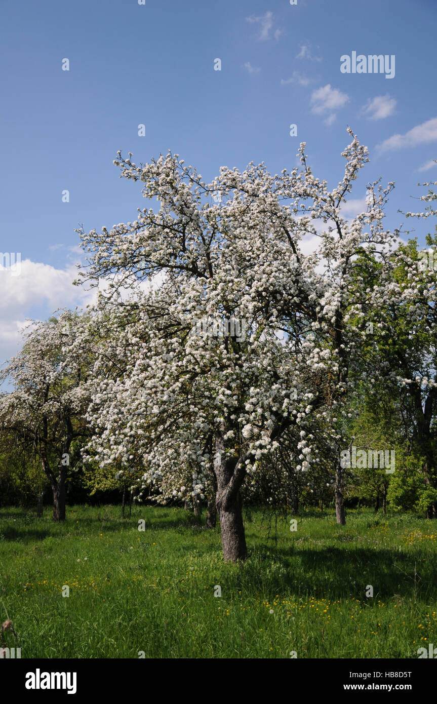 Malus domestica, Apple Orchard Foto de stock