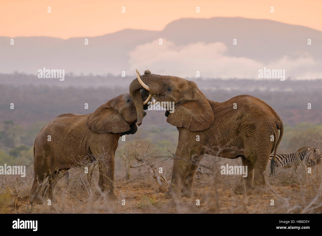 Dos Elefantes Africanos (Loxodonta africana) en la lucha juguetona, mañana atmósfera, Zimanga Private Game Reserve, KwaZulu-Natal Foto de stock