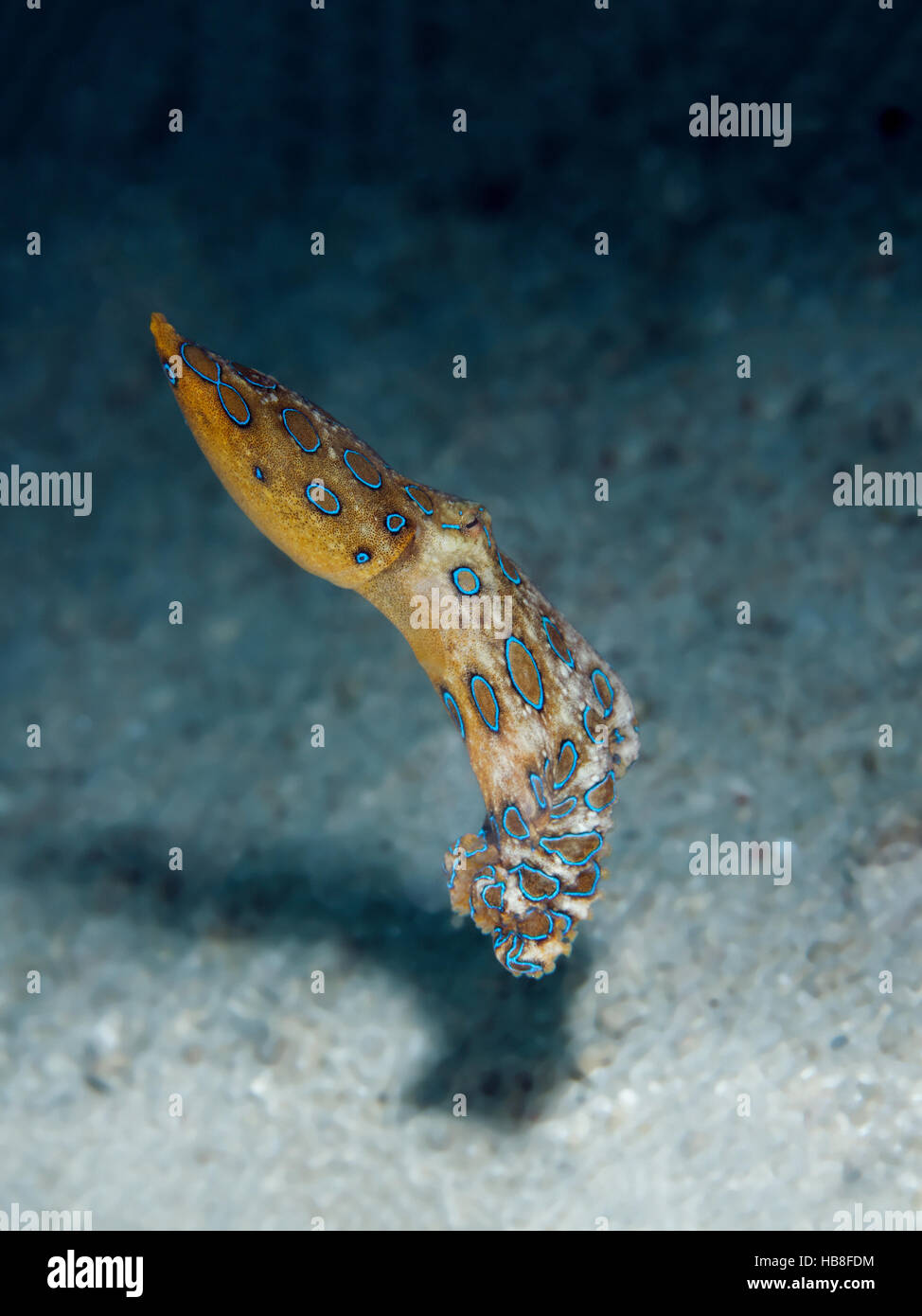 Mayor los pulpos de anillos azules (Hapalochlaena lunulata), venenosas, Parque Nacional de Bunaken, Sulawesi, Célebes Mar, Océano Índico Foto de stock
