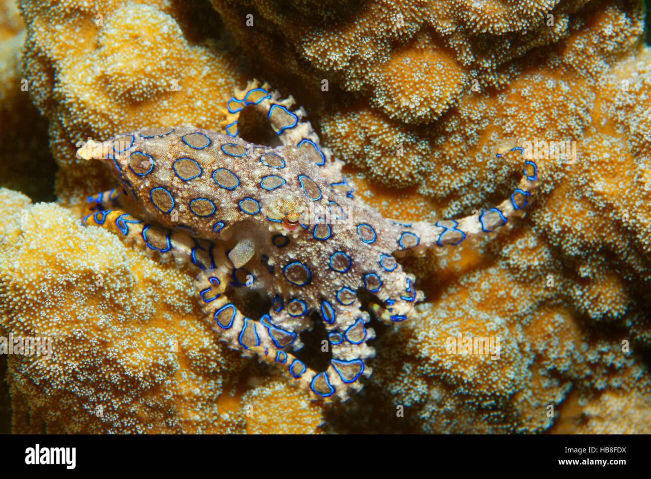 Mayor los pulpos de anillos azules (Hapalochlaena lunulata), venenosas, Parque Nacional de Bunaken, Sulawesi, Célebes Mar, Océano Índico Foto de stock
