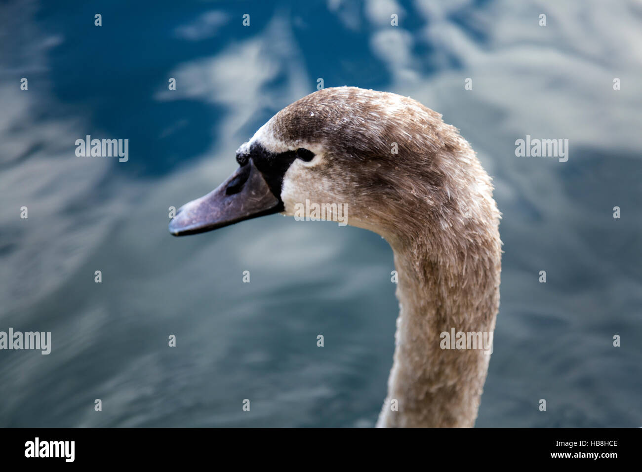 Cabeza de la Brown (Mute) Swan contra agua antecedentes Foto de stock