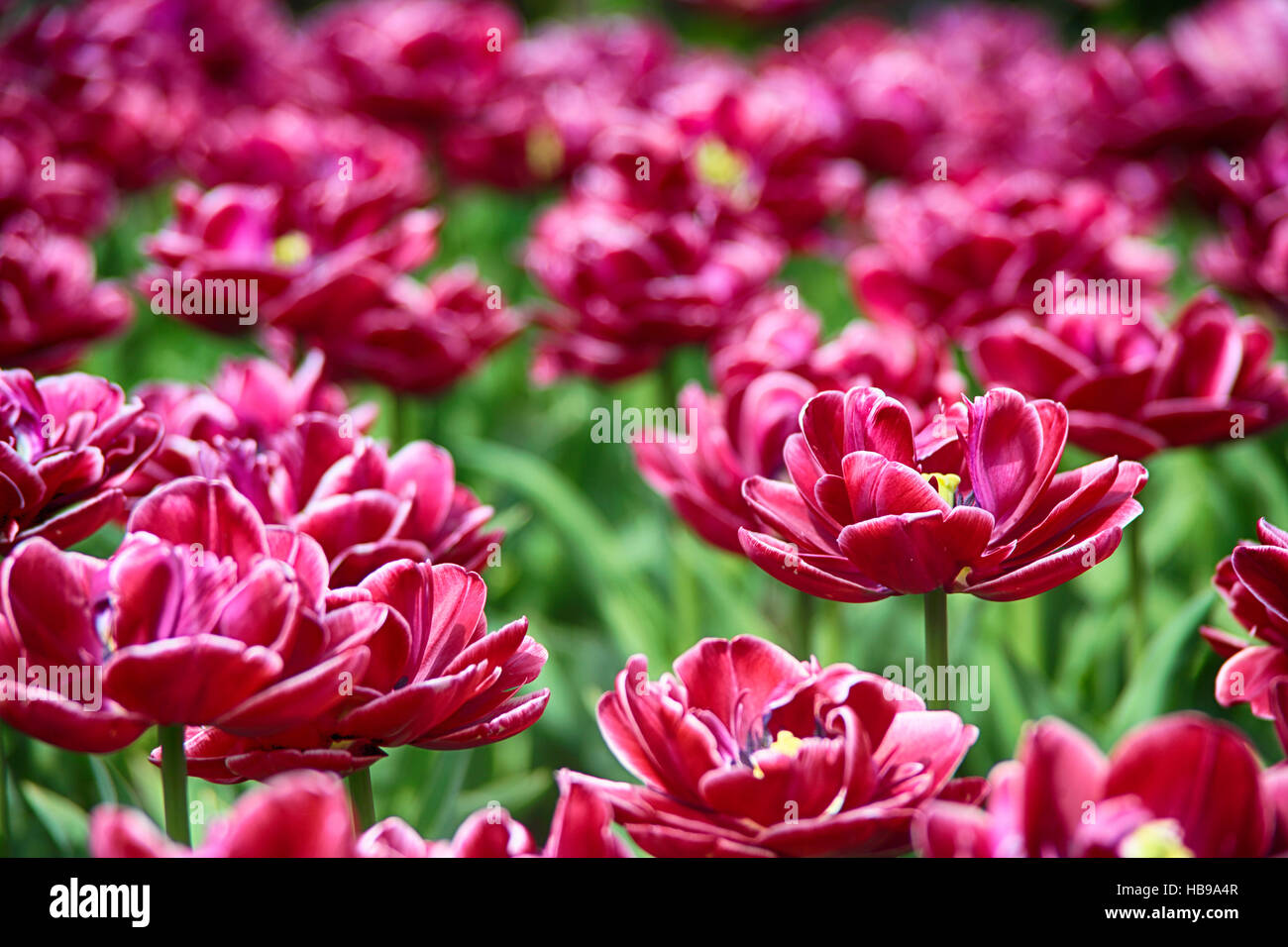 tulipanes morados Foto de stock