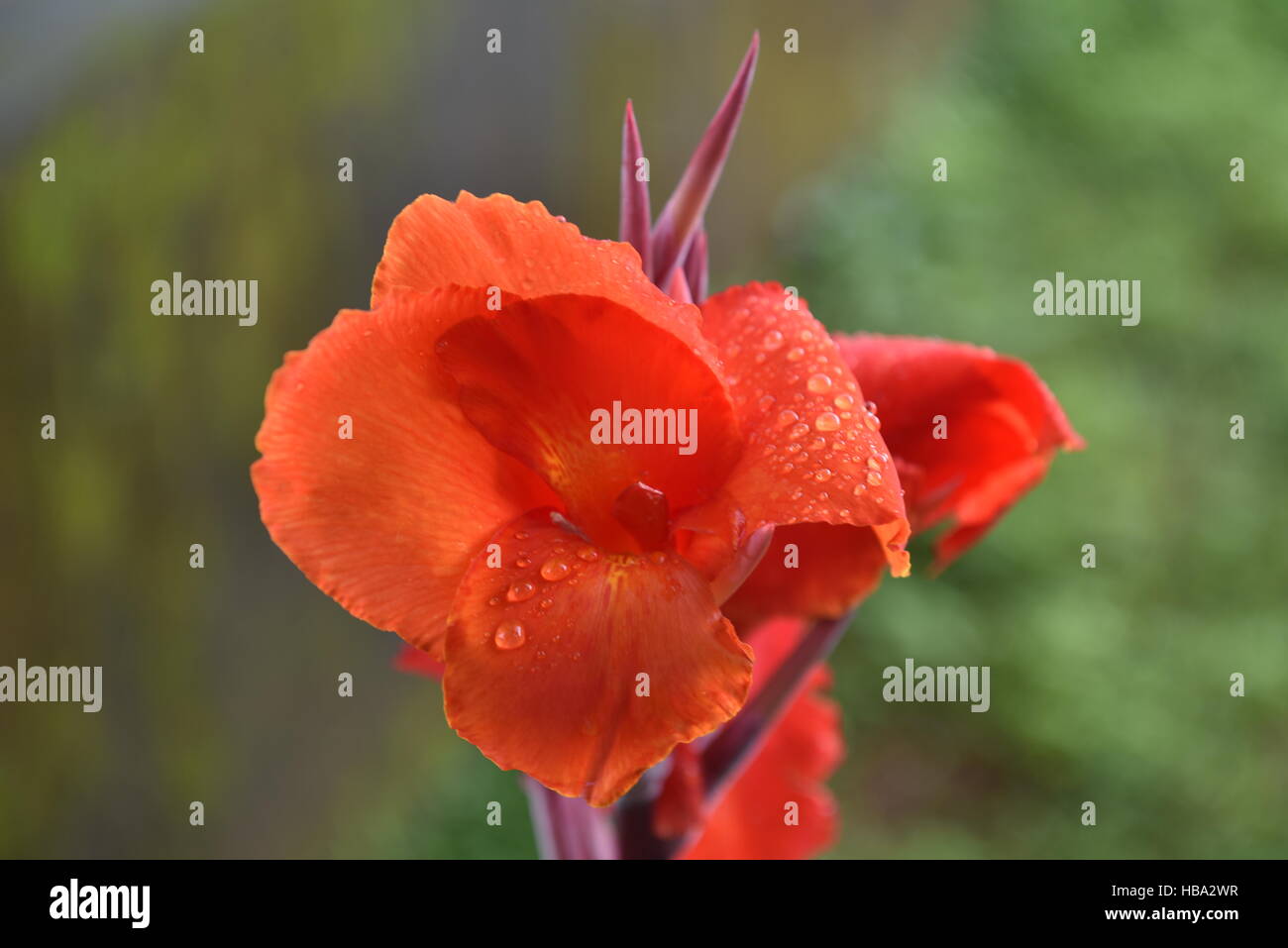 Canna lily, aunque no un verdadero lirio. Planta de flor indio grabaciones tomadas en los días lluviosos Foto de stock