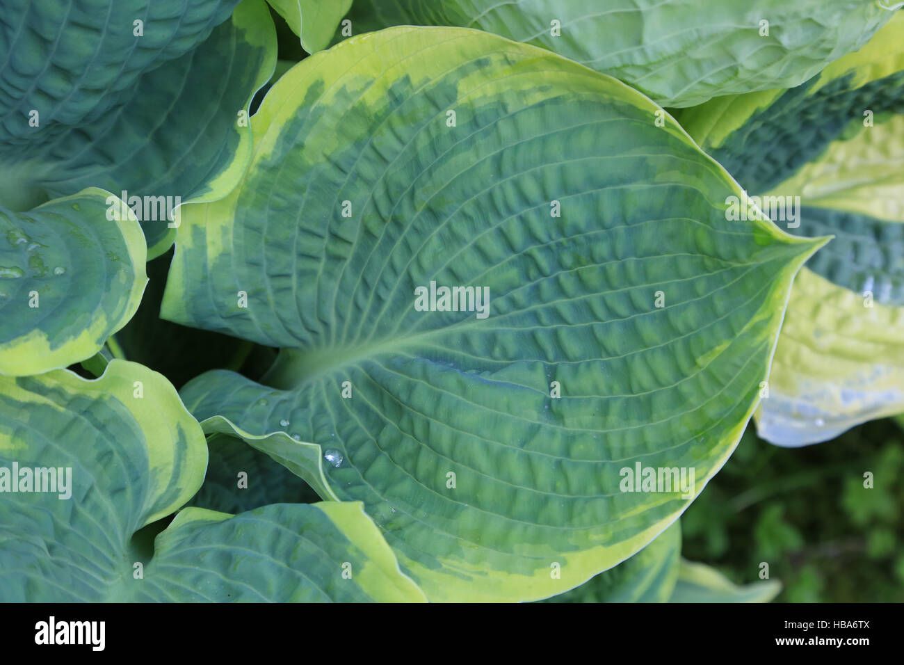 Lily de plátano, Hosta Pizzazz Foto de stock