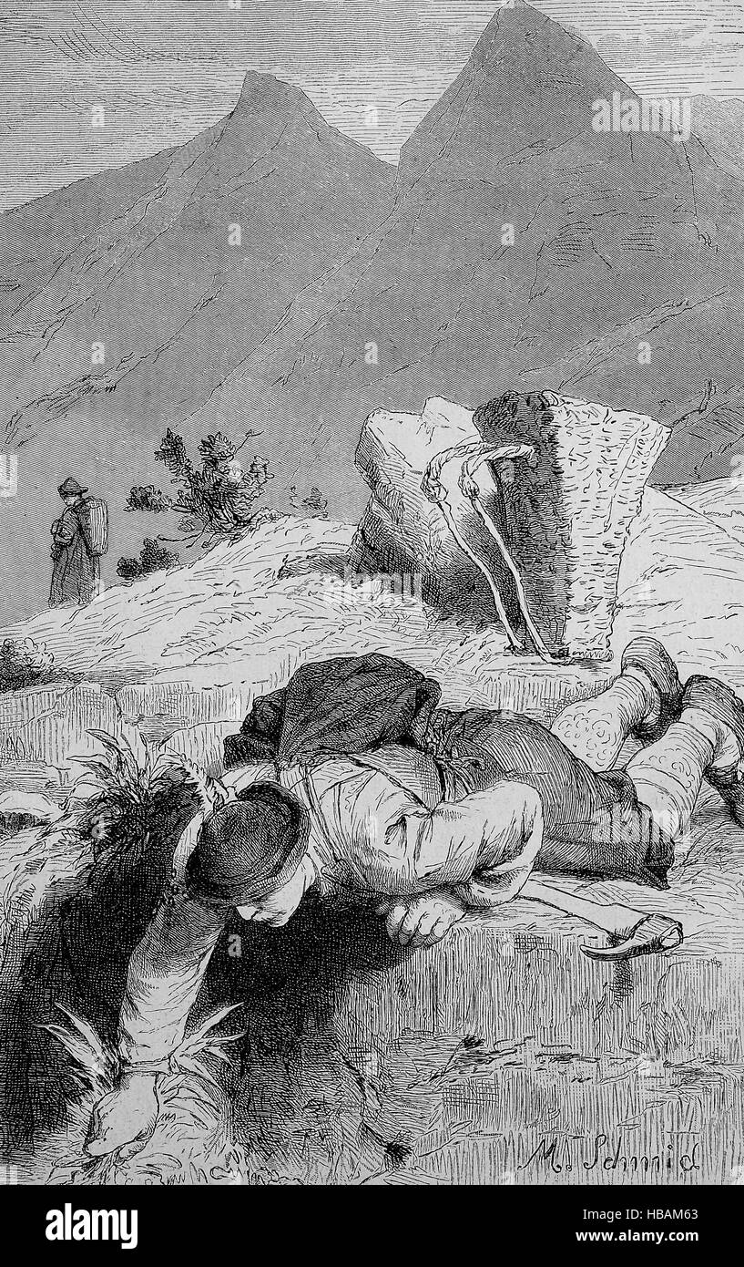 Hombre cavando para las raíces de la Gentiana, con fines medicinales, ilustración hictorical desde 1880 Foto de stock