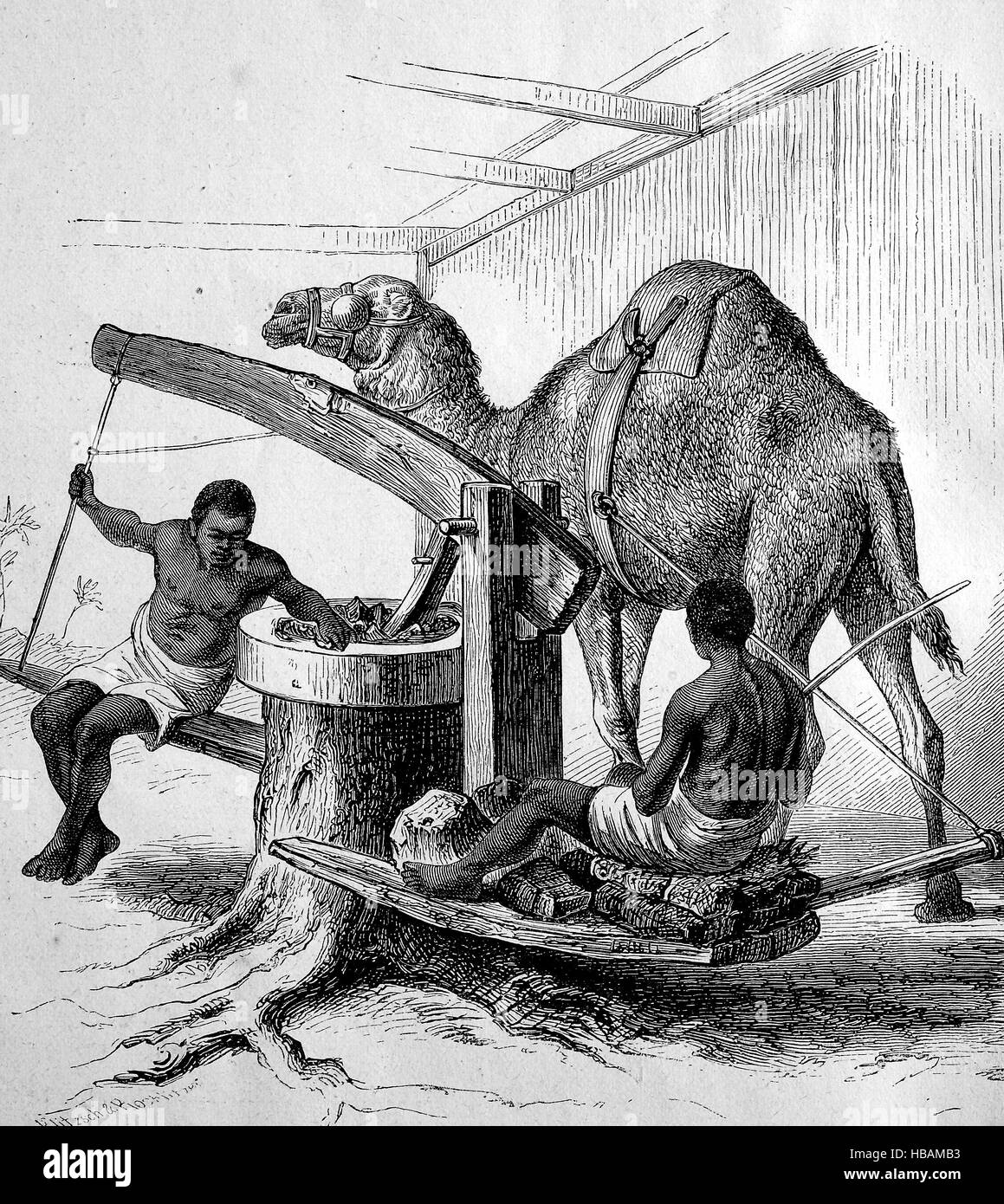 Molino de aceite, un molino con un camello, Isla os Sansibar, Zanzíbar hictorical ilustración desde 1880 Foto de stock