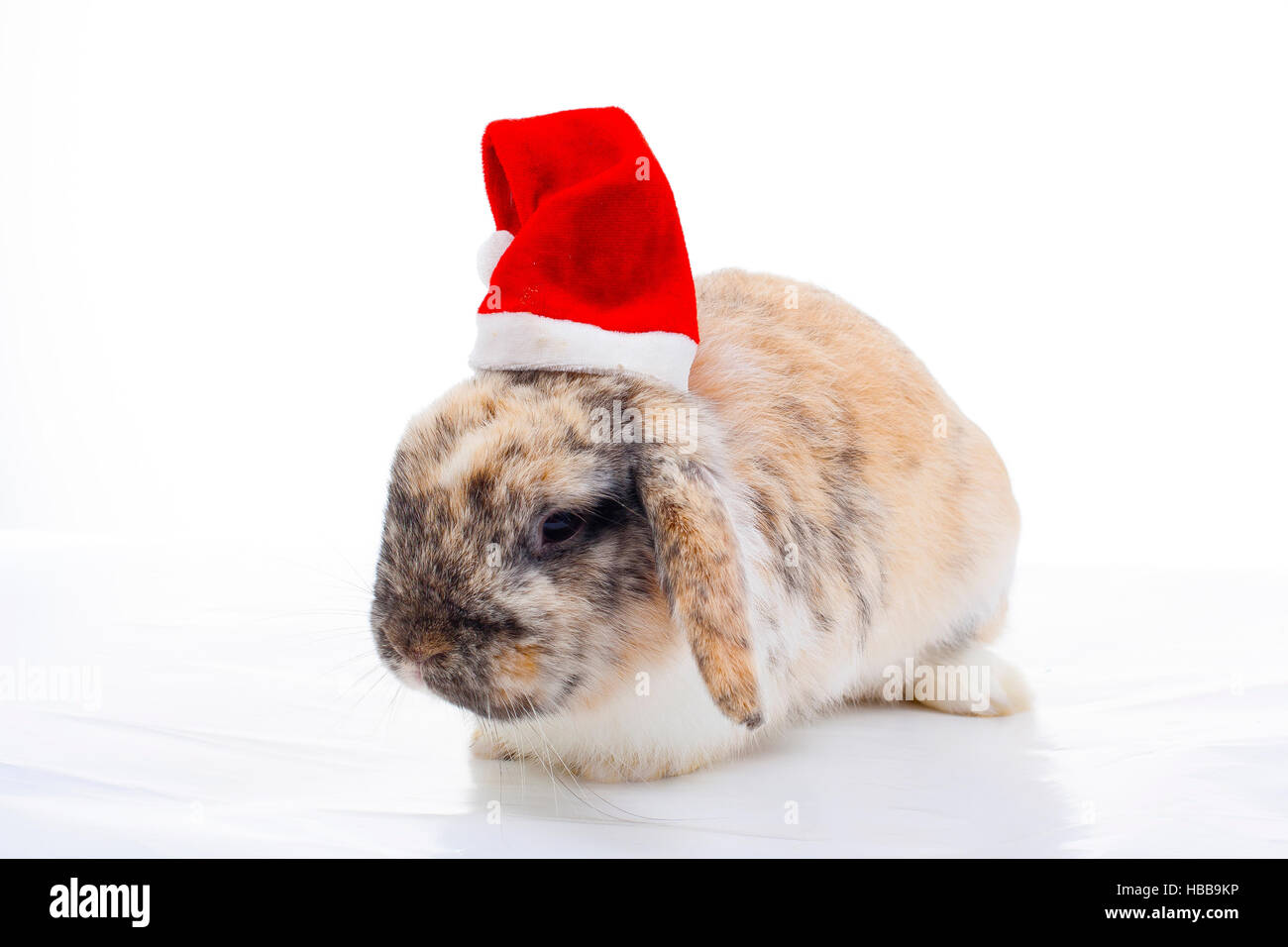Gorra de conejo fotografías e imágenes de alta resolución - Página 5 - Alamy Gorra de conejo fotografías e imágenes de alta resolución - Página 5 - Alamy