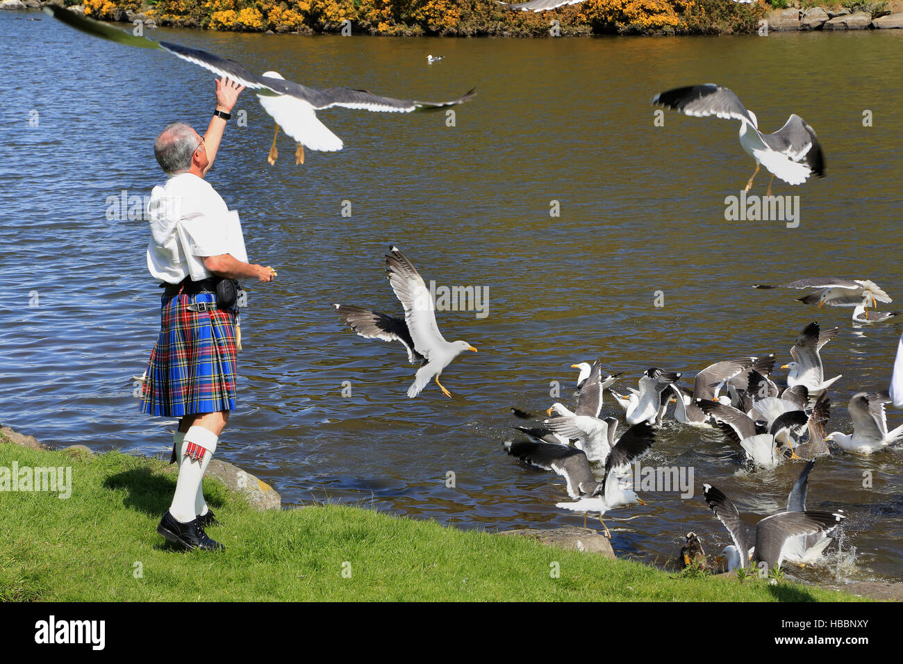 Edimburgo, alimentando a las gaviotas en una falda Foto de stock