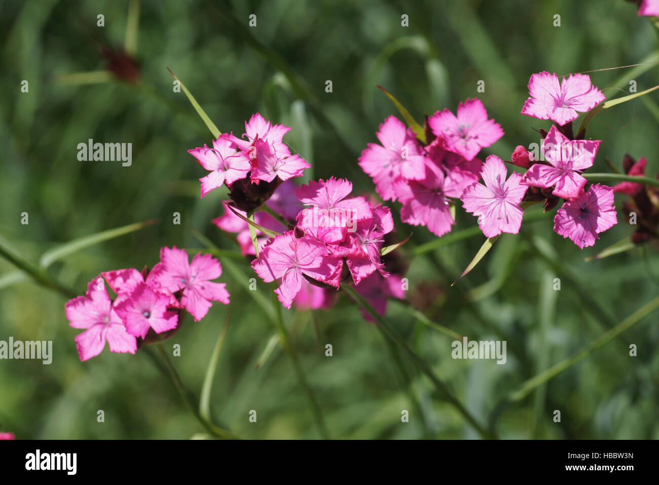 Dianthus carthusianorum, Rosa CARTUJO Foto de stock