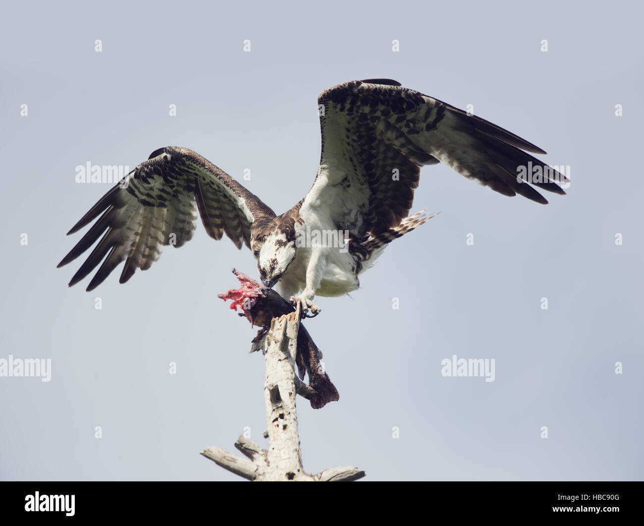 Osprey alimentarse de peces Foto de stock