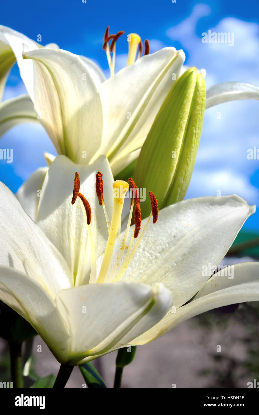 Flores y capullos de azucenas Fotografía de stock - Alamy