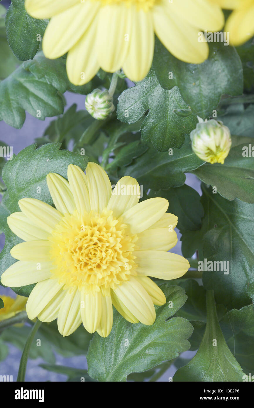 Las plantas con flores amarillas y brotes Foto de stock