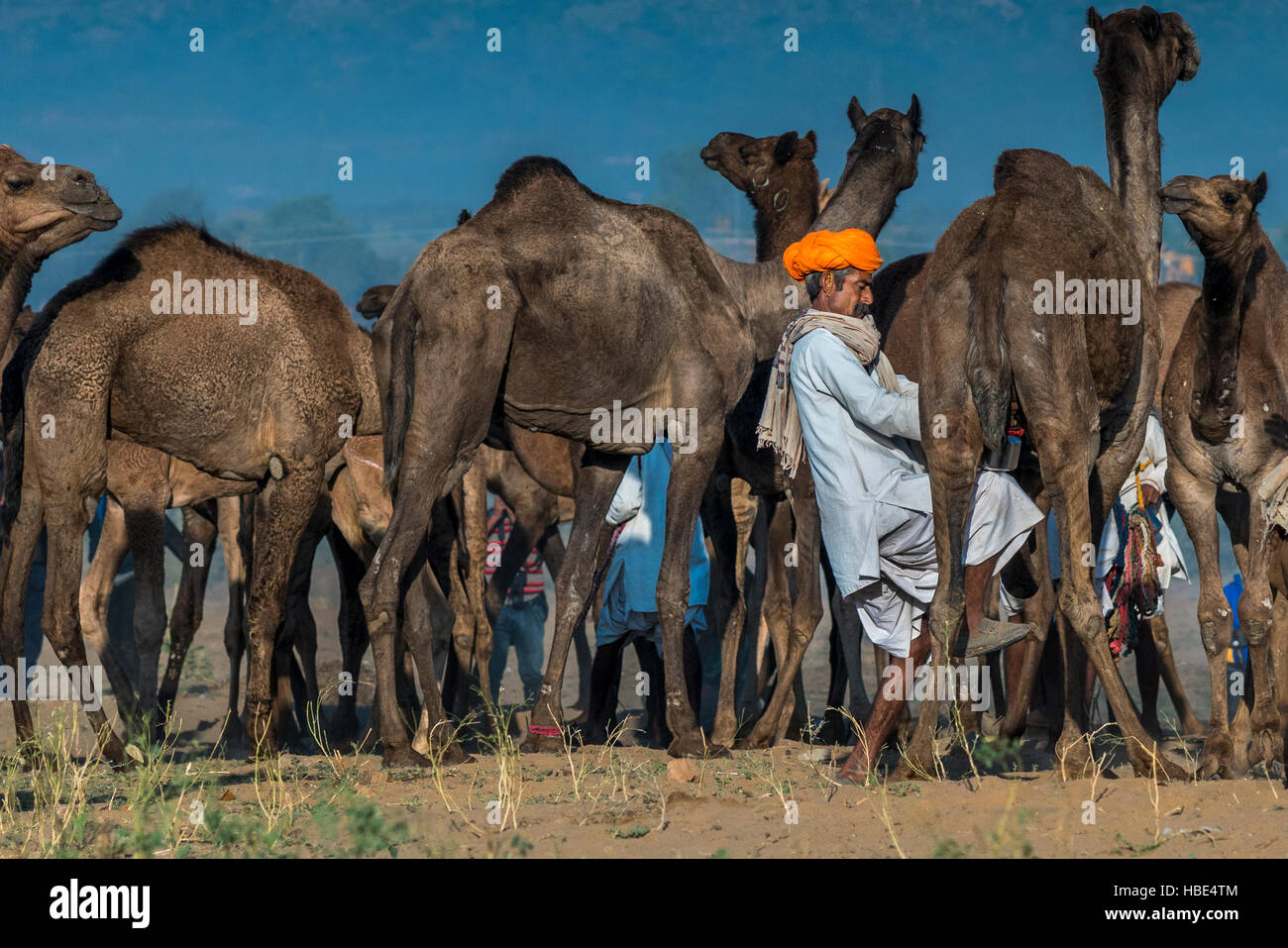 Pastores de camellos ordeñar en la mañana en la reunión anual de la feria de Pushkar/ Mela, Rajasthan, India. Foto de stock