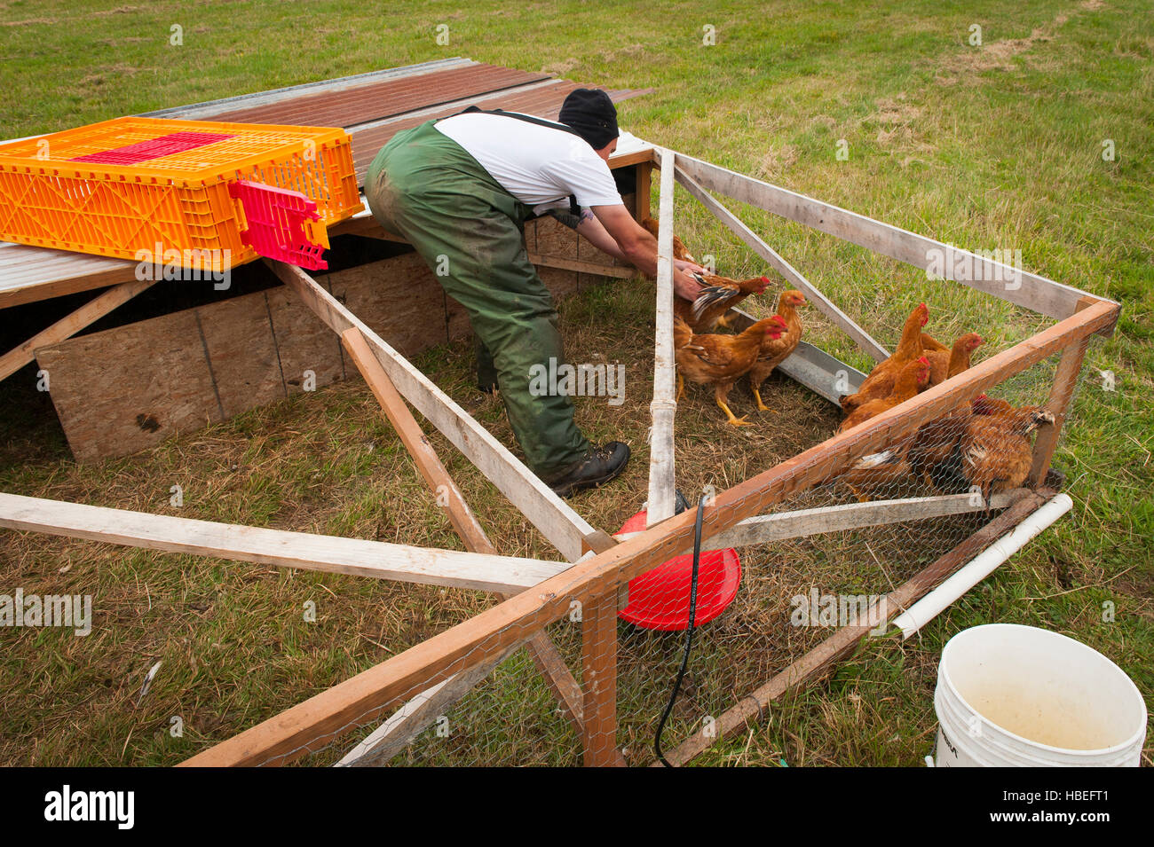 Patrimonio de procesamiento de pollo con la mano.Los jóvenes agricultores matar y vestidos de pollos en su granja orgánica. Foto de stock